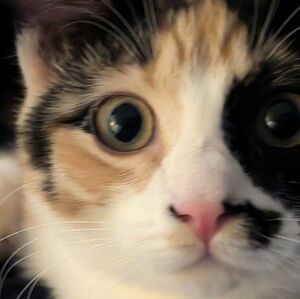 Meet your Posher, Sandy